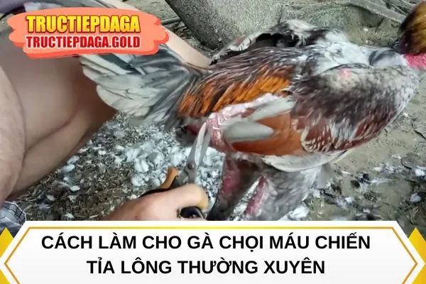 Cách làm cho gà chọi máu chiến tỉa lông thường xuyên