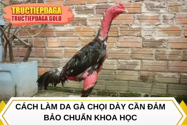 Cách làm da gà chọi dày cần đảm bảo chuẩn khoa học