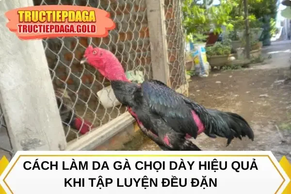 Cách làm da gà chọi dày hiệu quả khi tập luyện đều đặn