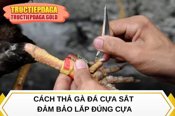 Cách thả gà đá cựa sắt đảm bảo lắp đúng cựa