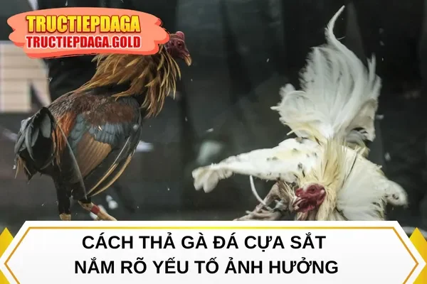 Cách thả gà đá cựa sắt nắm rõ yếu tố ảnh hưởng