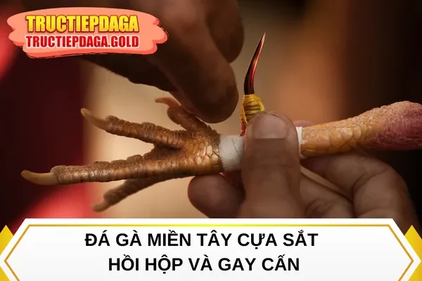 Đá gà miền Tây cựa sắt hồi hộp và gay cấn