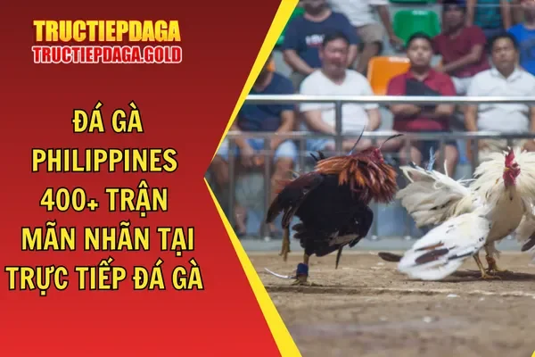 Đá Gà Philippines 400+ Trận Mãn Nhãn Tại Trực Tiếp Đá Gà