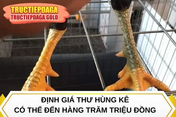 Định giá thư hùng kê có thể đến hàng trăm triệu đồng