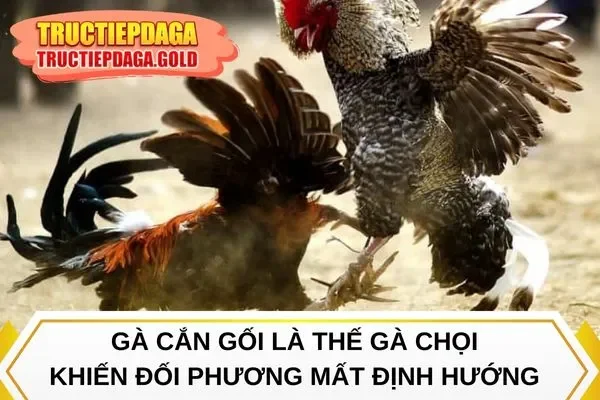 Gà cắn gối là thế gà chọi khiến đối phương mất định hướng