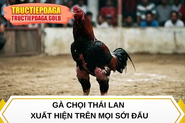 Gà chọi Thái Lan xuất hiện trên mọi sới đấu
