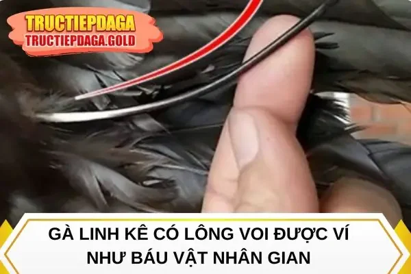 Gà linh kê có lông voi được ví như báu vật nhân gian
