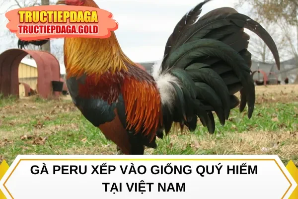 Gà Peru xếp vào giống quý hiếm tại Việt Nam