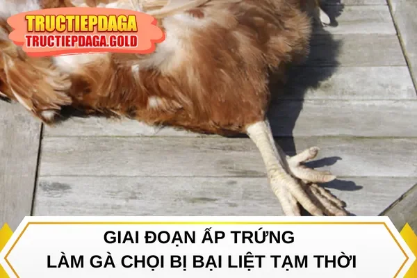 Giai đoạn ấp trứng làm gà chọi bị bại liệt tạm thời
