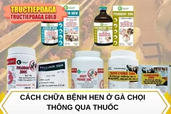 Cách chữa bệnh hen ở gà chọi thông qua thuốc