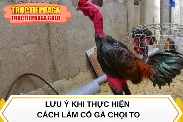 Lưu ý khi thực hiện cách làm cổ gà chọi to