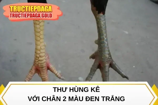 Thư hùng kê với chân 2 màu đen trắng